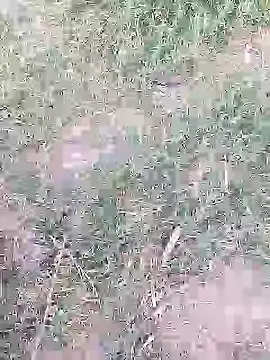 Chat XXX Live Pitercom