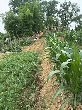 susu_kara 网络视讯表演