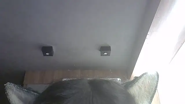 Show de SkinnyKitten na webcam
