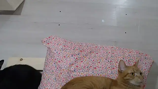 CRIYSTINA36 Chat XXX in diretta