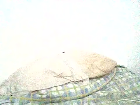 mellow_smoke Live XXX-Chat