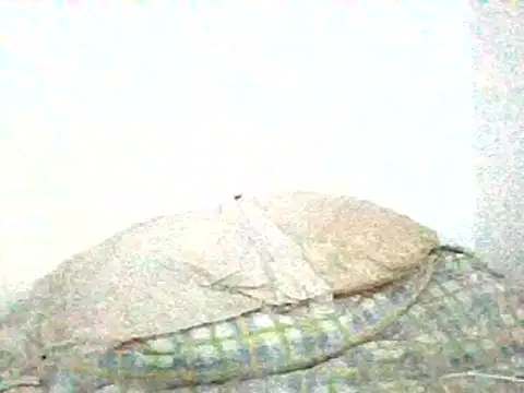 mellow_smoke 现场XXX聊天