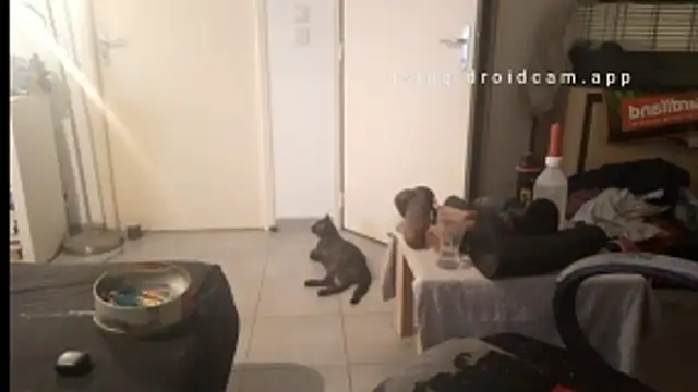 Chat ao vivo de Mastersanges