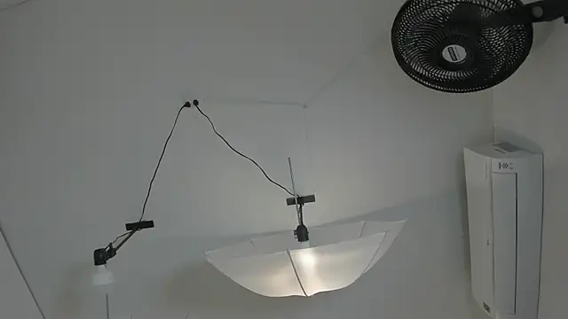 Taylor_Royal_ élő XXX-chatje