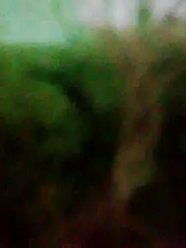 Ashankez 웹캠 쇼