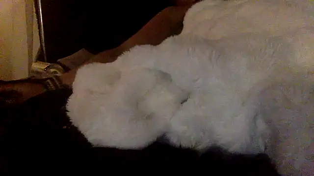 odbodu's Webcam Show
