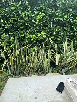 roxyrougee Live XXX-Chat