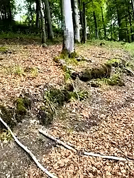 celsior45 Show in webcam