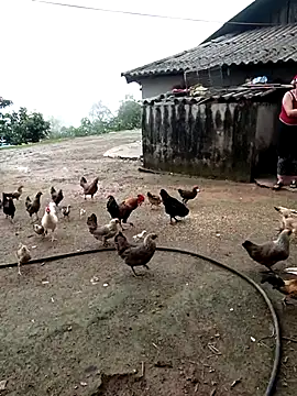 Sembang XXX Secara Langsung kalara_kail