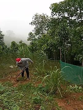 yaja-chan Obrolan Langsung XXX