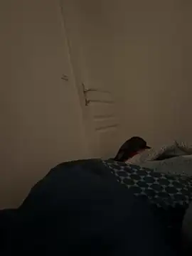 sapapayo Pertunjukan Webcam