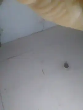 XXX chat uživo modela cobrosdepagos