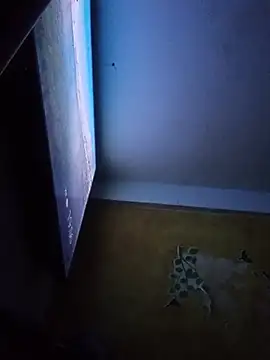 AmbarFoxx_ 웹캠 쇼