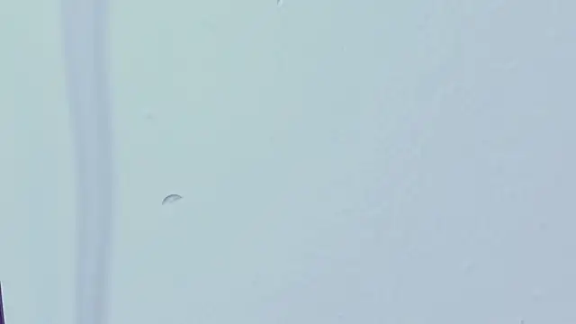 miaapril: онлайн-секс-чат