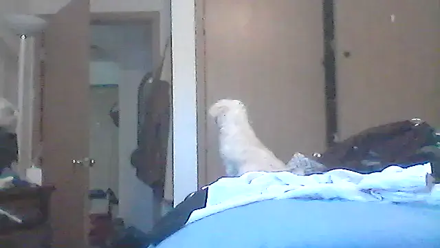 Silencio26 Webcam-Show