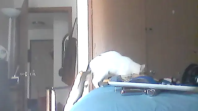 Silencio26's Webcam Show