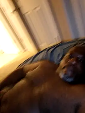 Show webcam de Kek447