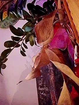 Lyvera 现场聊天室