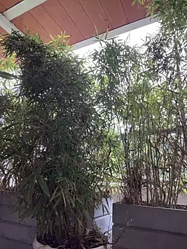 JANYLOVE__'s Live XXX Chat