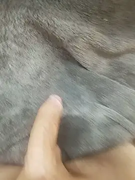 kauliaris28 现场XXX聊天