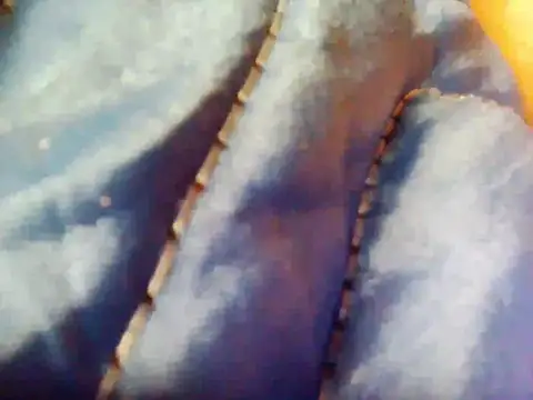 Swapurcrm Show Webcam