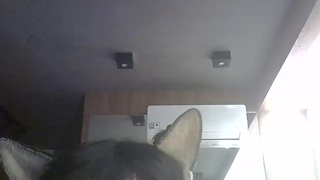SkinnyKitten webcam show