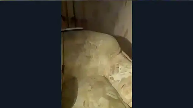 دردشة Starry_Siren الجنسية المباشرة