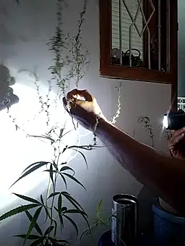 Dwirosebig Pertunjukan Webcam