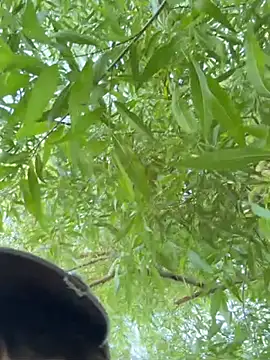 Czat XXX na żywo – virusDoll