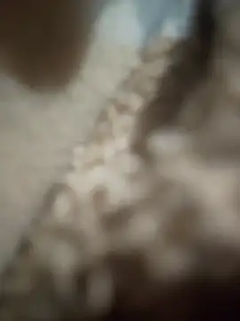Jevelak459 Show Webcam