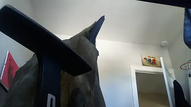 duckmeallday Webcam Show