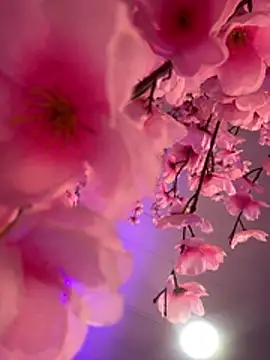 Violetbellarose1 Live XXX-Chat