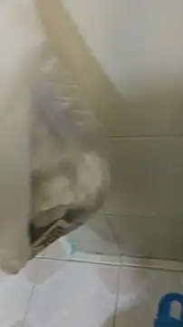 Oscarinylupis2328 라이브 XXX 채팅