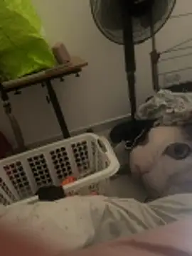 Chat XXX ao vivo de grbite385