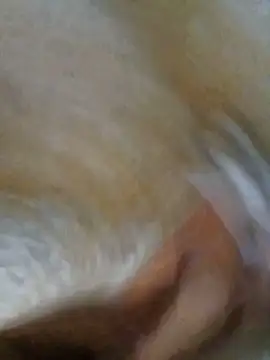 panchosativo Show Webcam