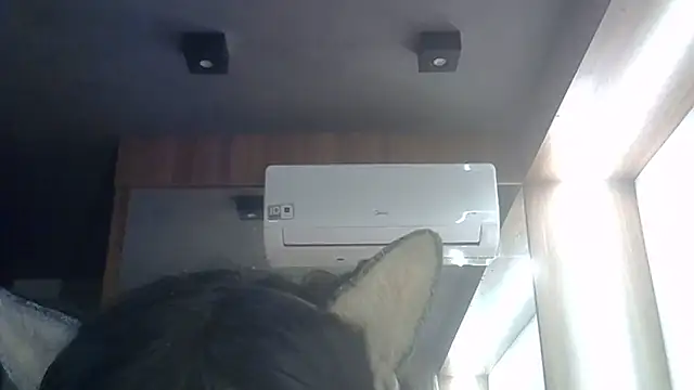 Chat +18 de SkinnyKitten ao vivo