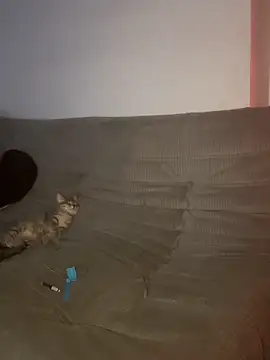 elliepixie élő XXX-chatje