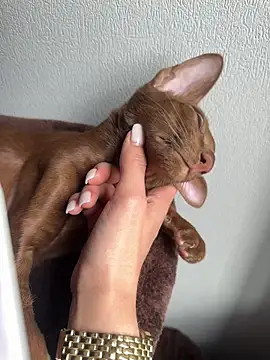Онлайн чат XXX LittleFox___