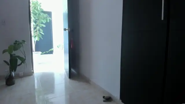 Živý XXX chat vandalovee_