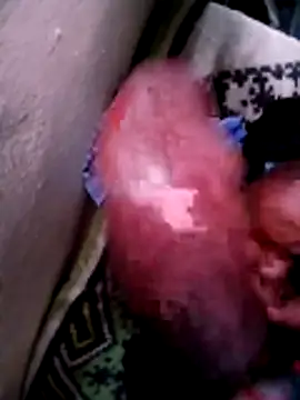 momokante Show Webcam