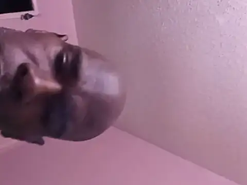 Chat XXX en directo de Blkstylion