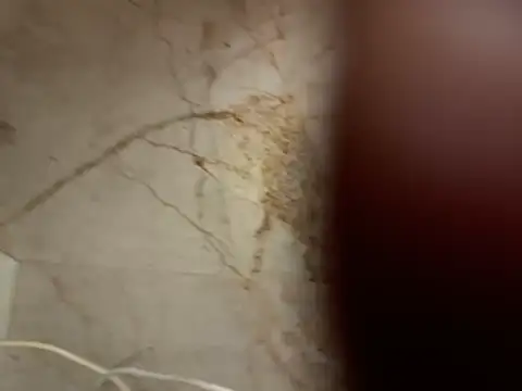 ChocolateBoy-Pussy Show in webcam