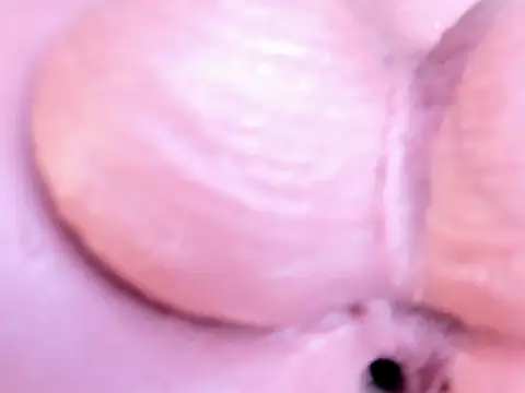 Chat +18 de Sissy_Obedient ao vivo