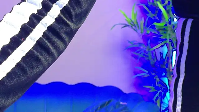 RaysaDrake Chat XXX live