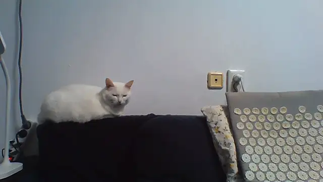 KaelNox Chat XXX live