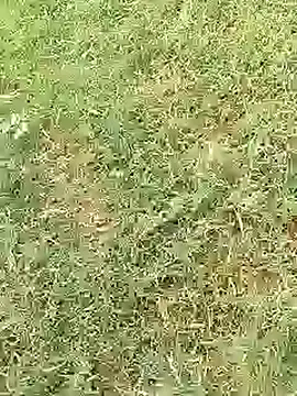 Webkamerová show Pitercom