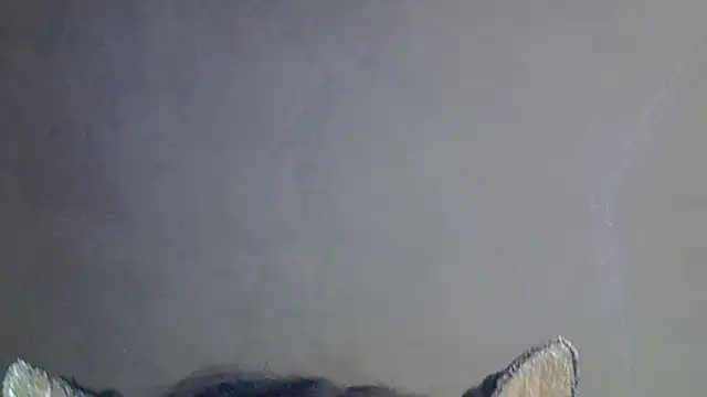 Show de webcam de SkinnyKitten