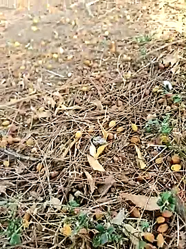 Pokazy przed kamerką – himvilohi08
