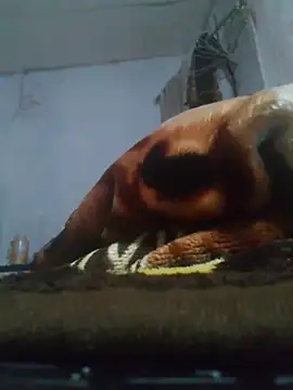 cobrosdepagos Obrolan Langsung XXX