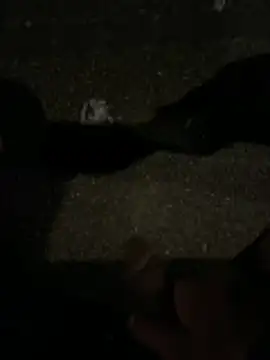 XXX chat uživo modela dzbenn